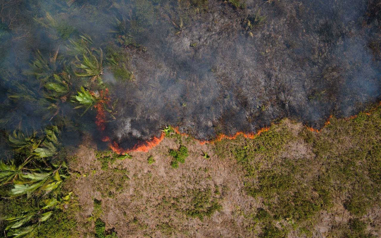 Feuer im Amazonas-Gebiet
