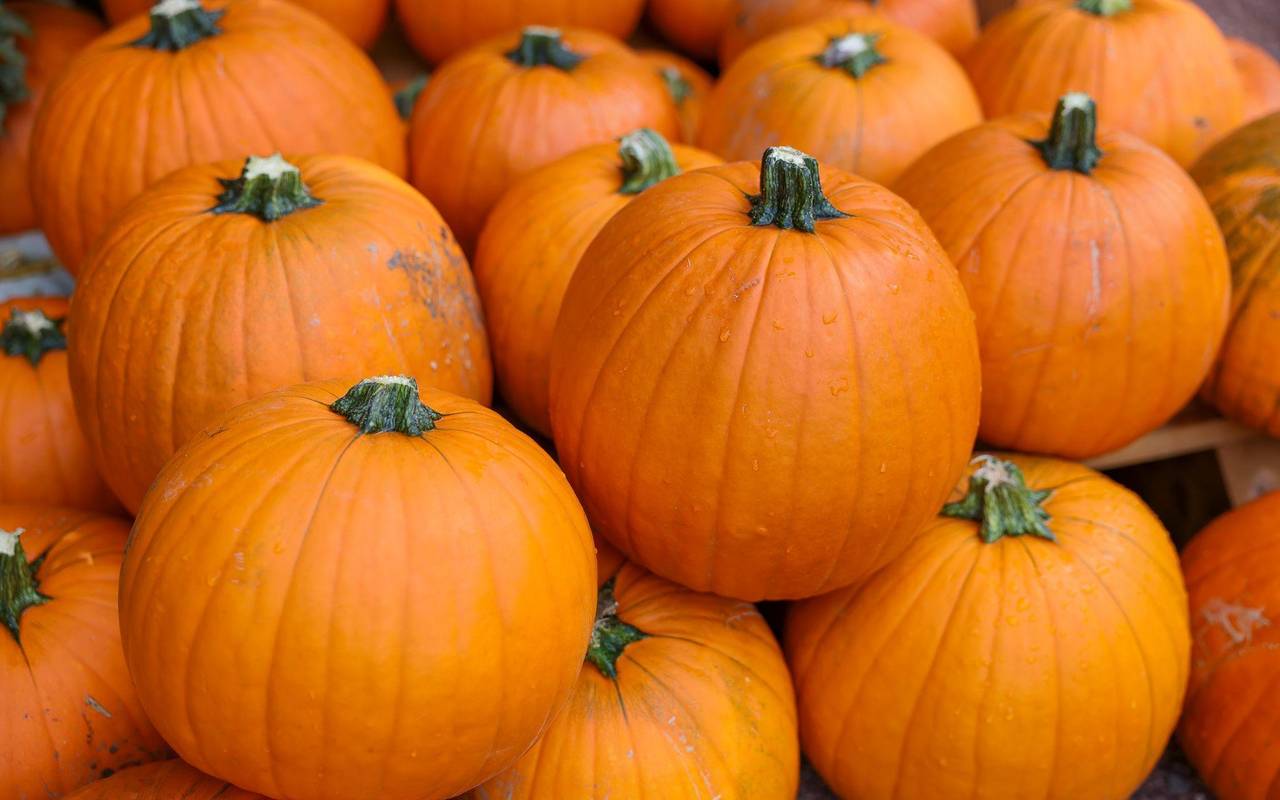 Populärer Pumpkin: Der kolossale Kürbis-Boom