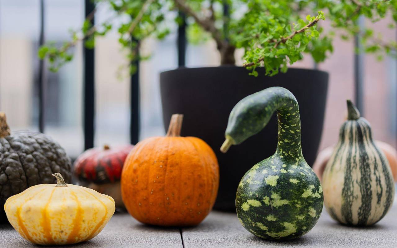 Populärer Pumpkin: Der kolossale Kürbis-Boom