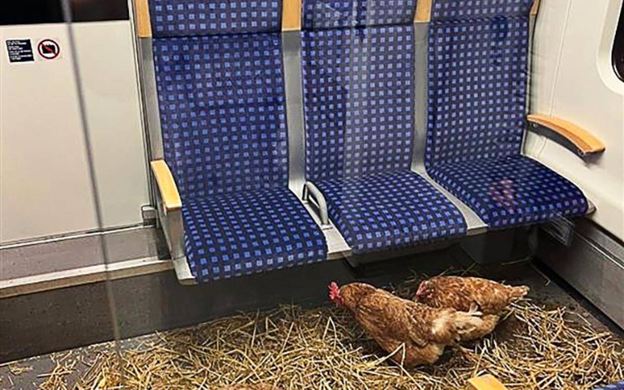 Hühner in Kölner S-Bahn zurückgelassen