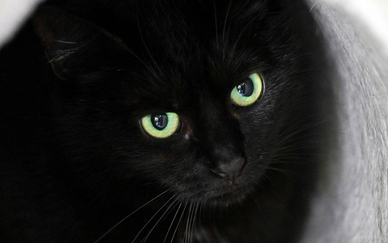 Schwarze Katze