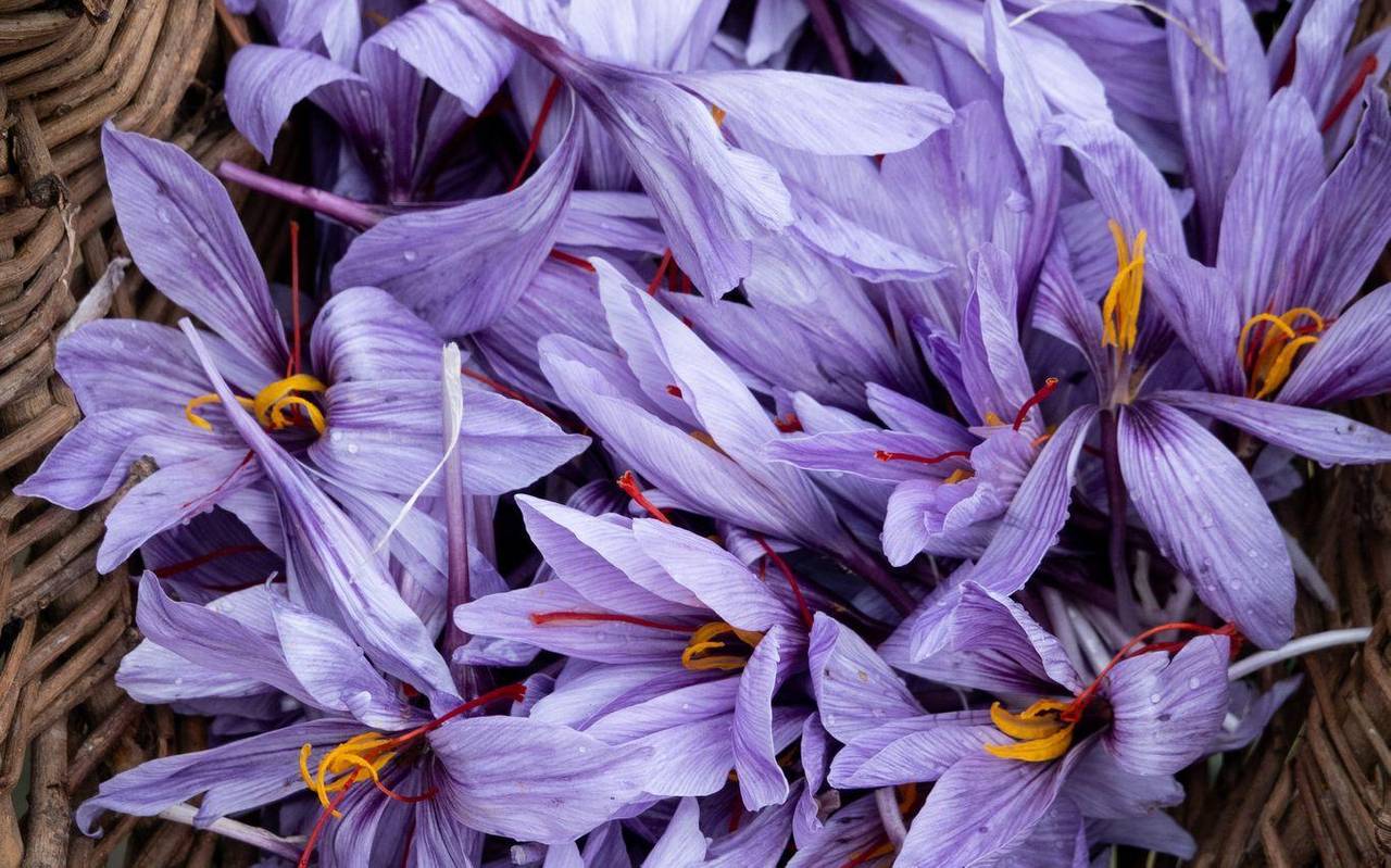 Ein Korb mit geernteten Safranblüten