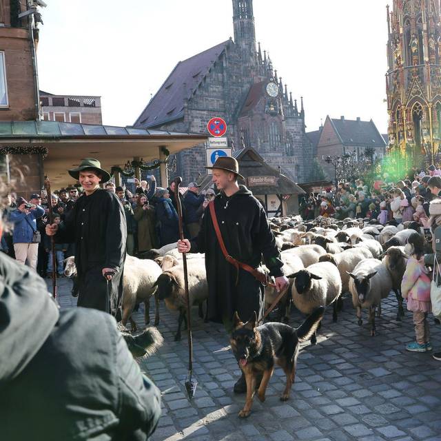 Schafe ziehen über den Hauptmarkt zu ihren Winterweiden