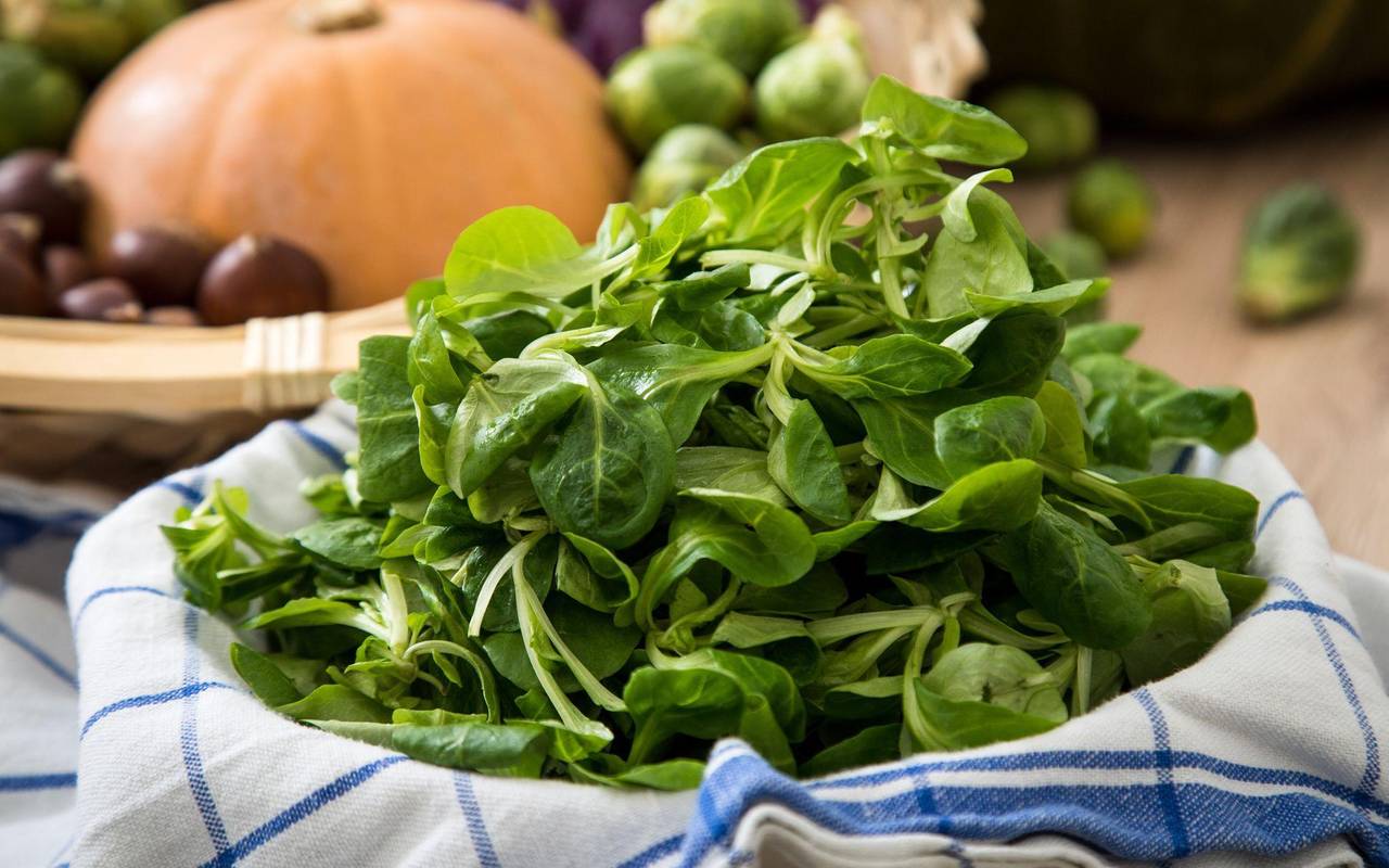 Feldsalat liegt in einer Schüssel