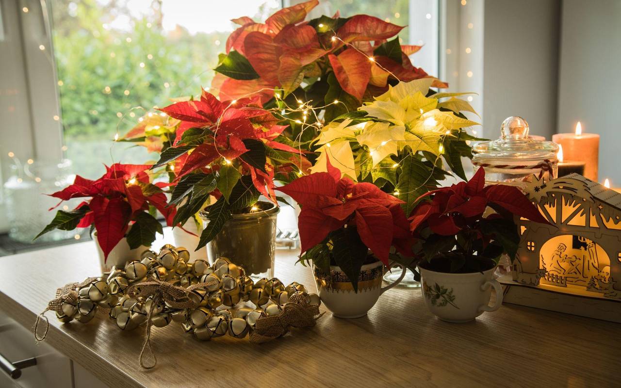 Weihnachtssterne auf einem Tisch