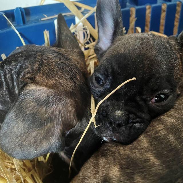 Illegaler Welpenhandel