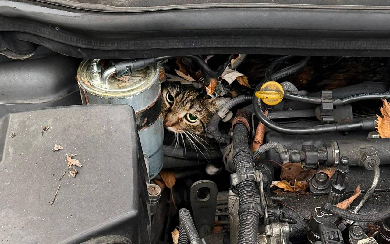 Katze aus Motorraum befreit