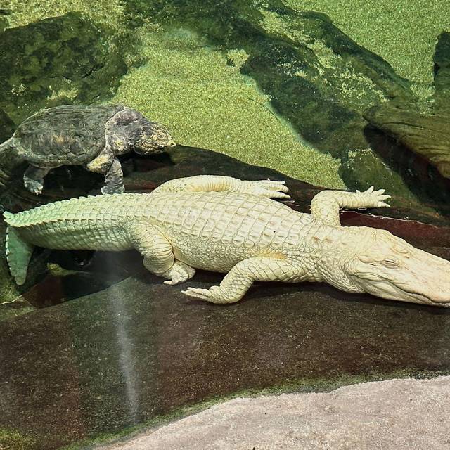 Albino-Alligator Claude gestorben