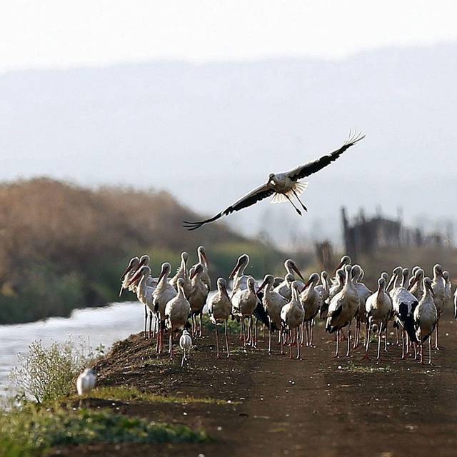 Störche in spanischem Naturpark