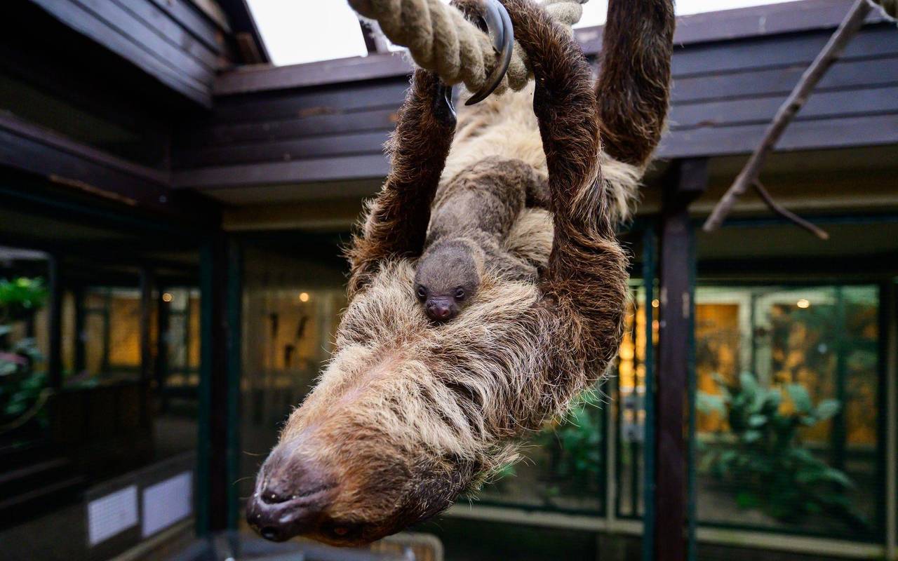 Nachwuchs bei den Faultieren im Vogelpark Walsrode