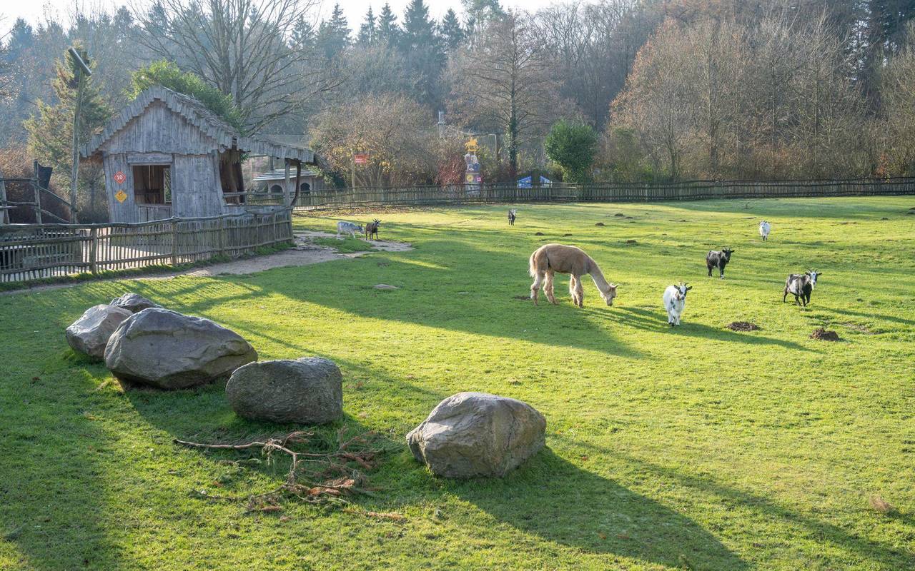 Verfahren gegen Tierpark wegen Verletzung in Streichelgehege