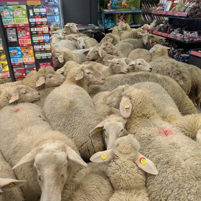 Schafe im PENNY Supermarkt