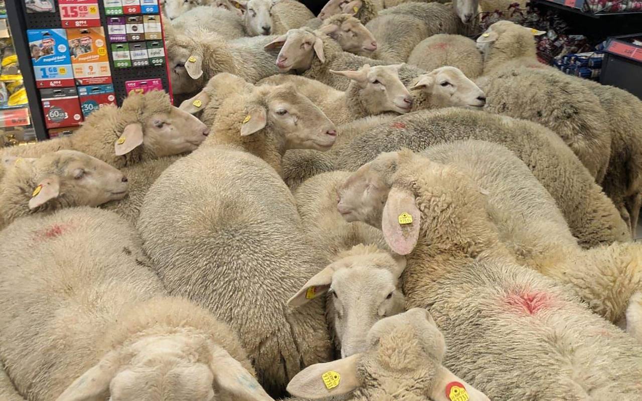 Schafe im PENNY Supermarkt