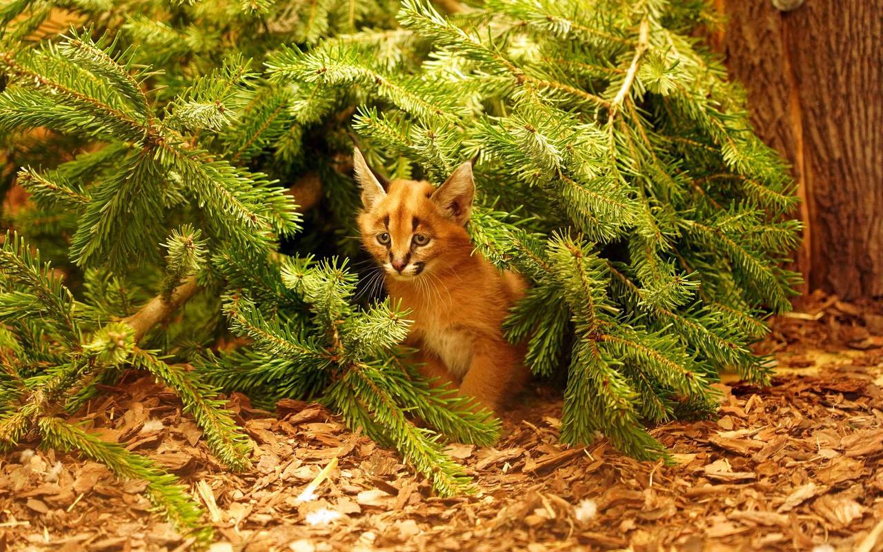 Karakal-Nachwuchs im Zoo Dresden