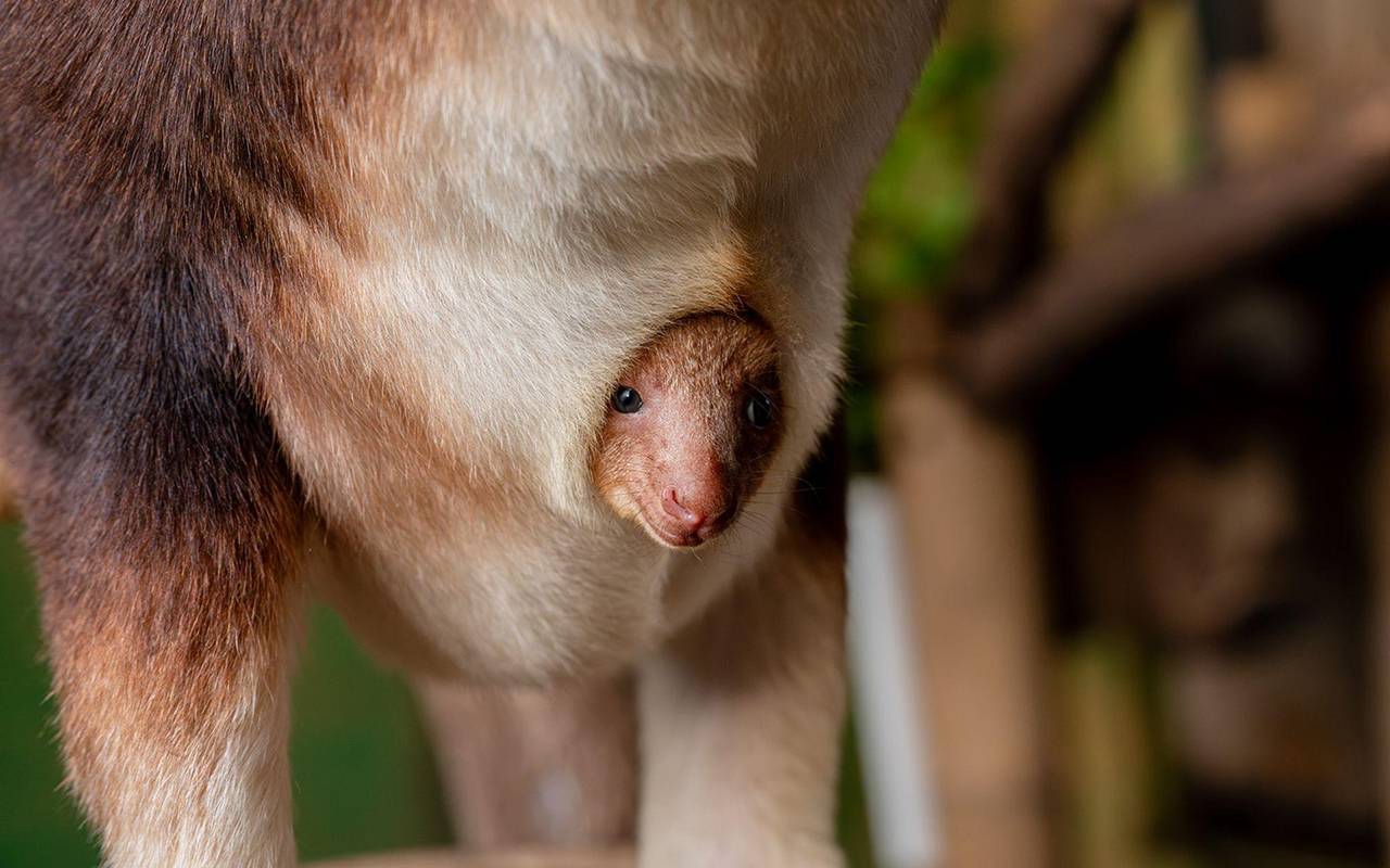 Baumkänguru-Jungtier in England geschlüpft