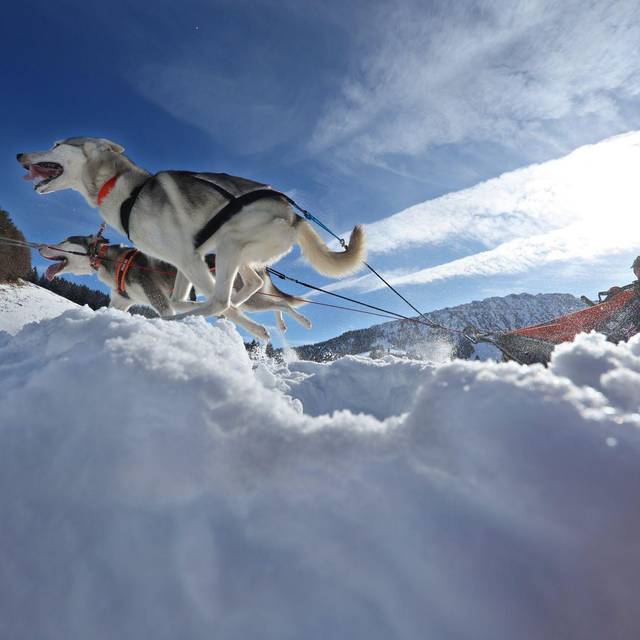 Internationales Schlittenhunderennen