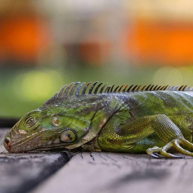 Wetter in USA - Kälterekord in Florida