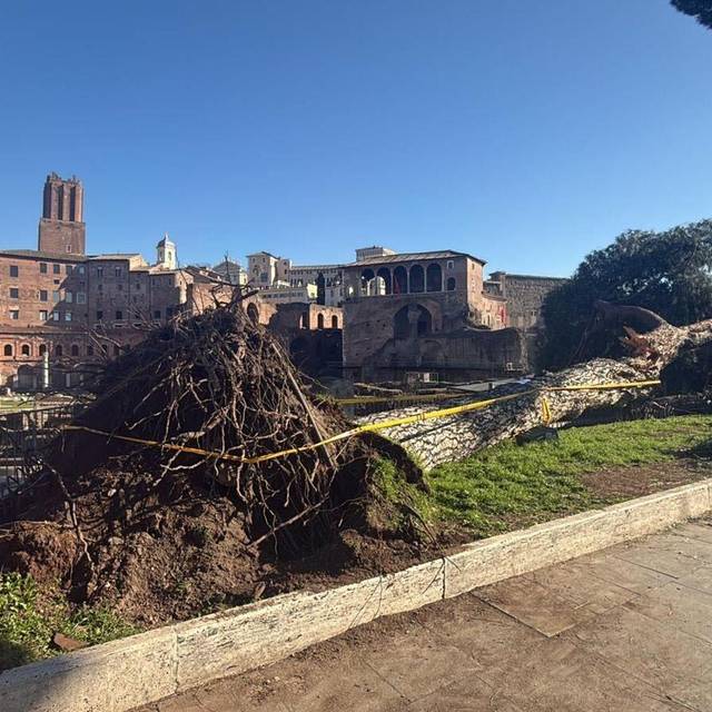 Umgestürzte Pinie im historischen Zentrum Roms