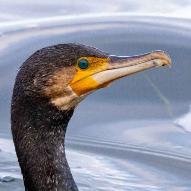 Kormoran