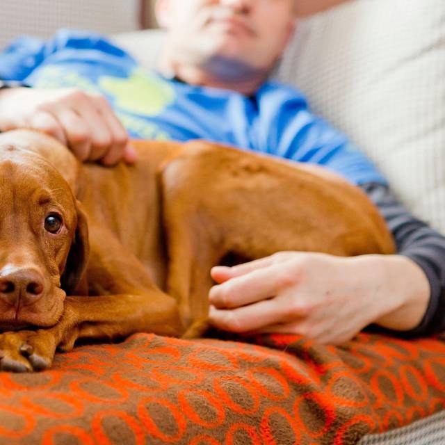 Ein Vizsla wird von einem Mann auf dem Sofa gestreichelt