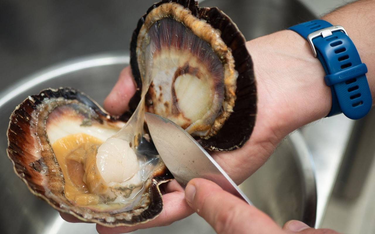 Frisch geöffnete Jakobsmuschel