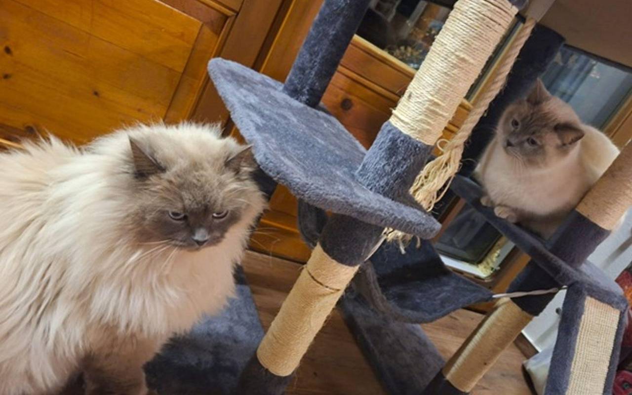 Katzen nach Diebstahl wieder vereint