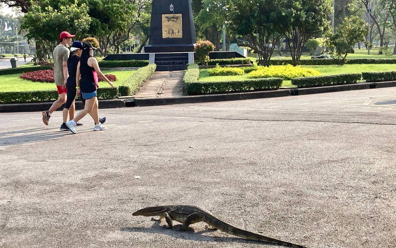 Bindenwarane in Bangkok