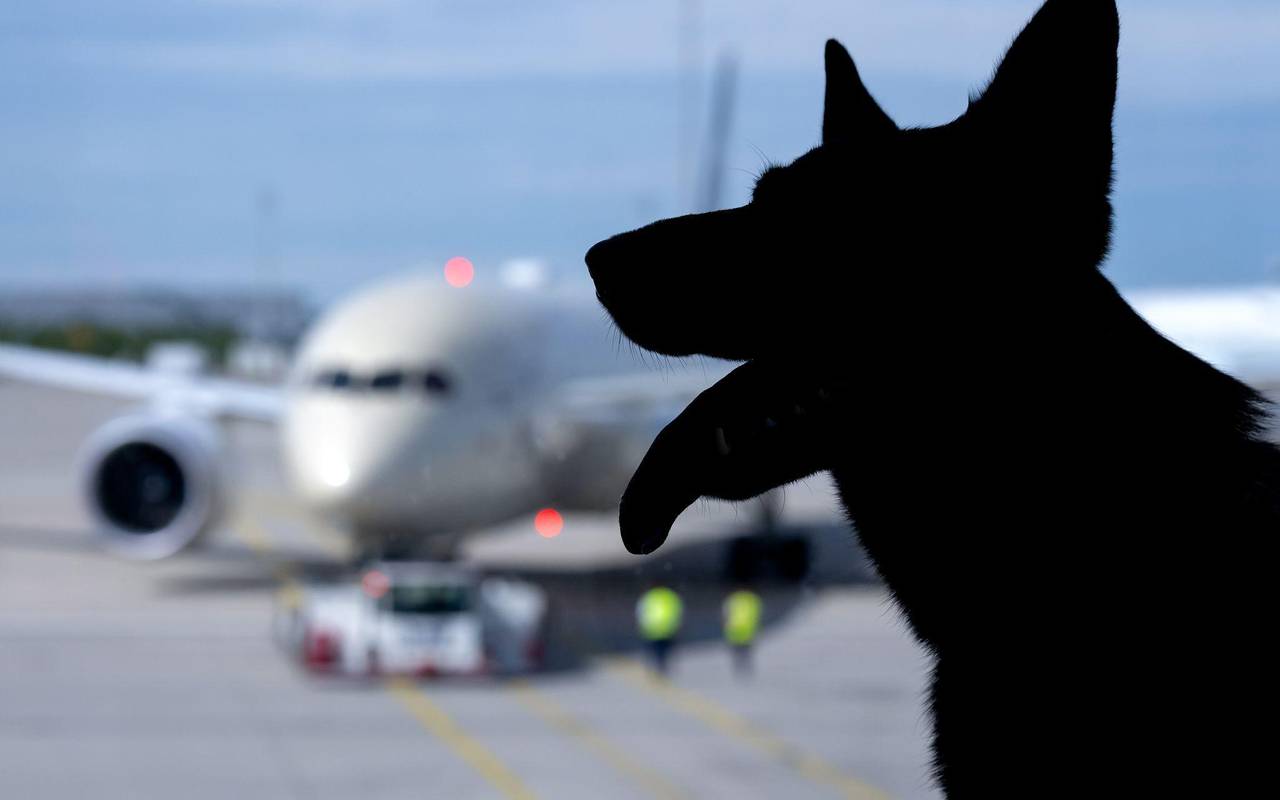 Flugreisen mit Hunden