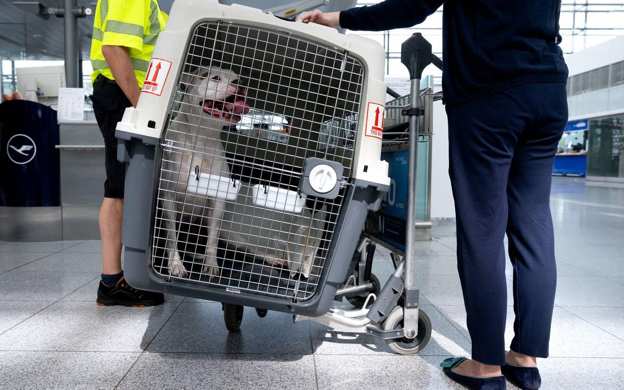 Flugreisen mit Hunden