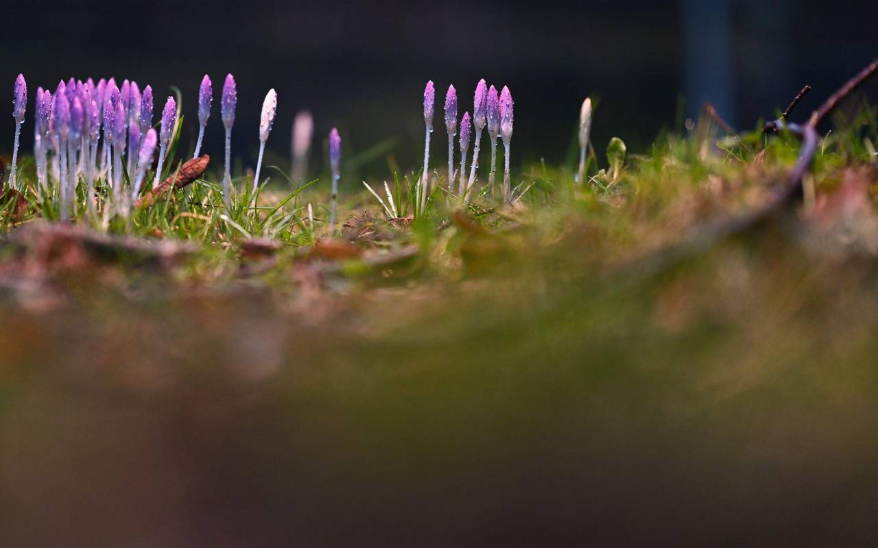 Frühlingsboten in Niedersachsen