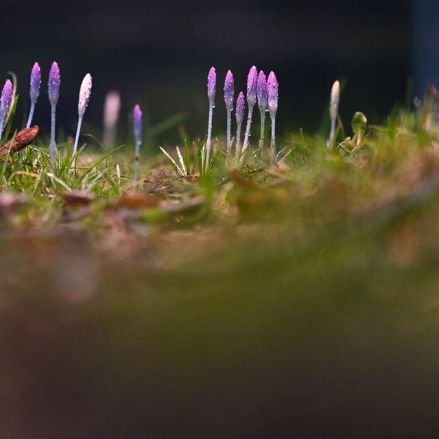 Frühlingsboten in Niedersachsen