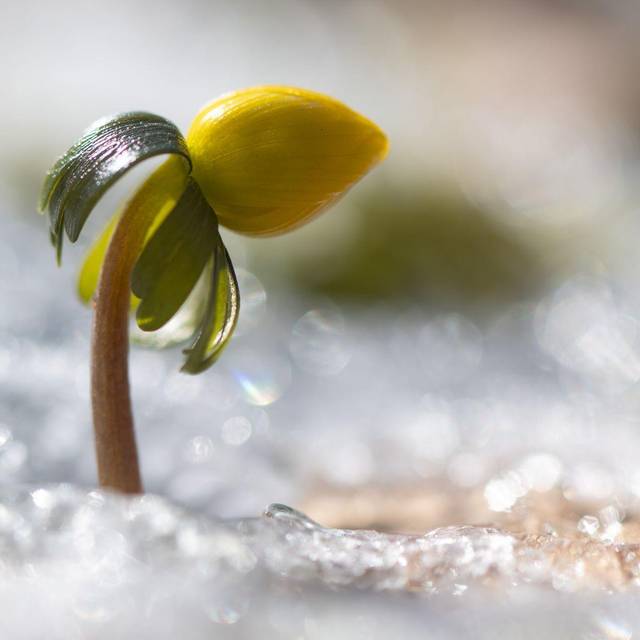 Winterling in Sachsen