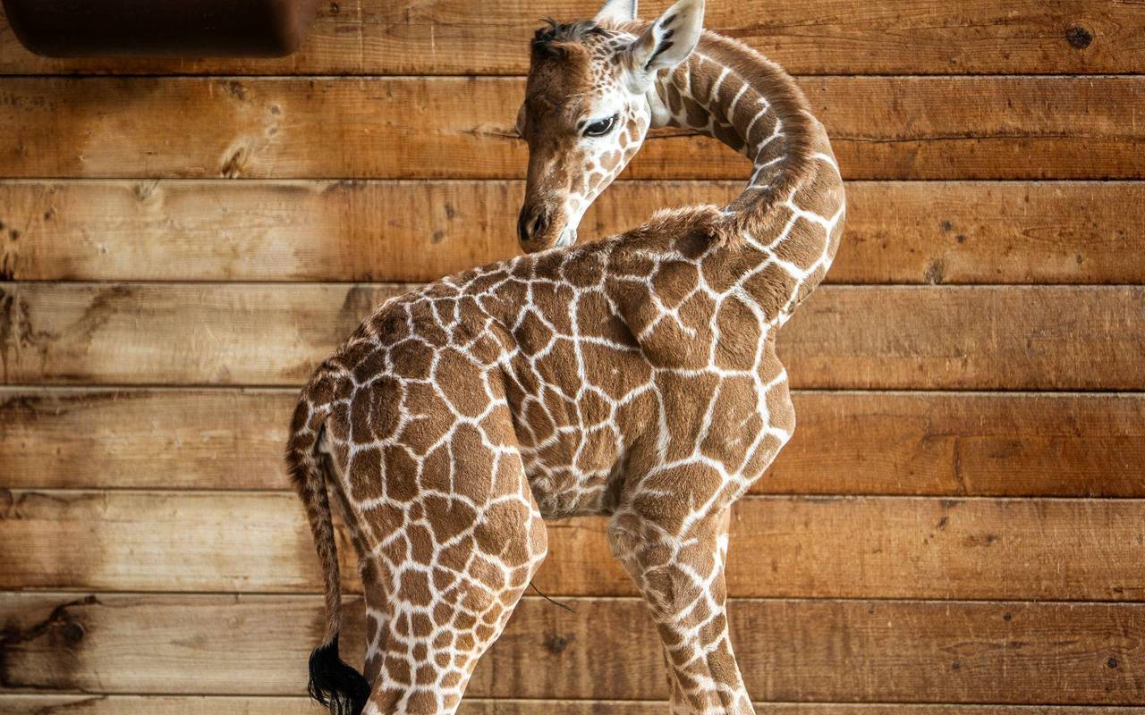 Griraffennachwuchs im Opel-Zoo