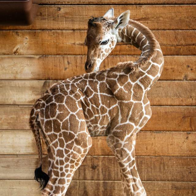 Griraffennachwuchs im Opel-Zoo