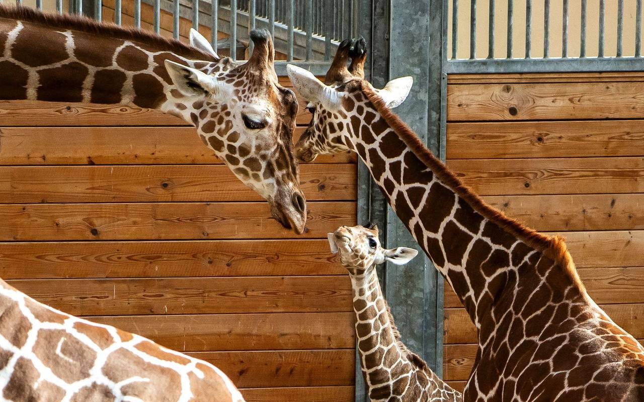 Griraffennachwuchs im Opel-Zoo
