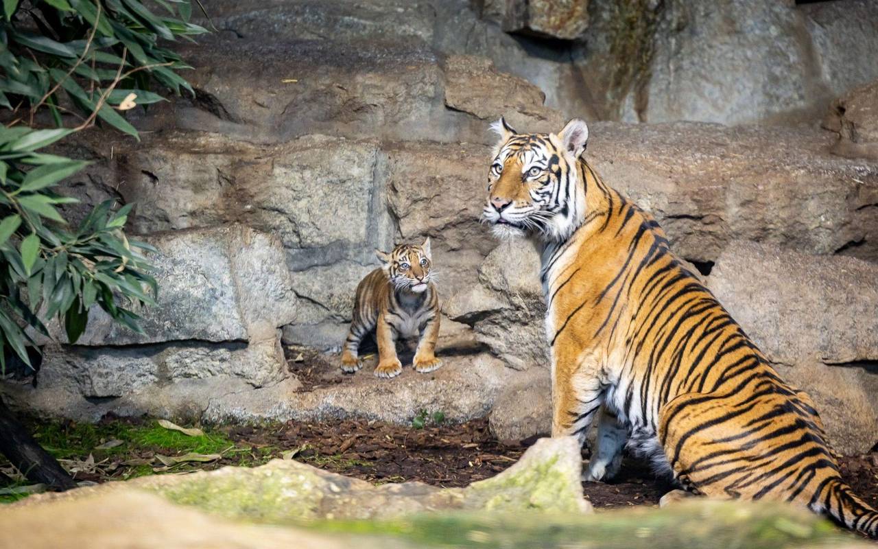 Sumatra-Tiger-Jungtier im Tierpark Berlin