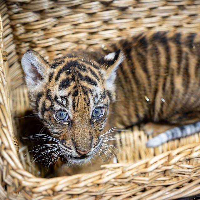 Sumatra-Tiger-Jungtier im Tierpark Berlin