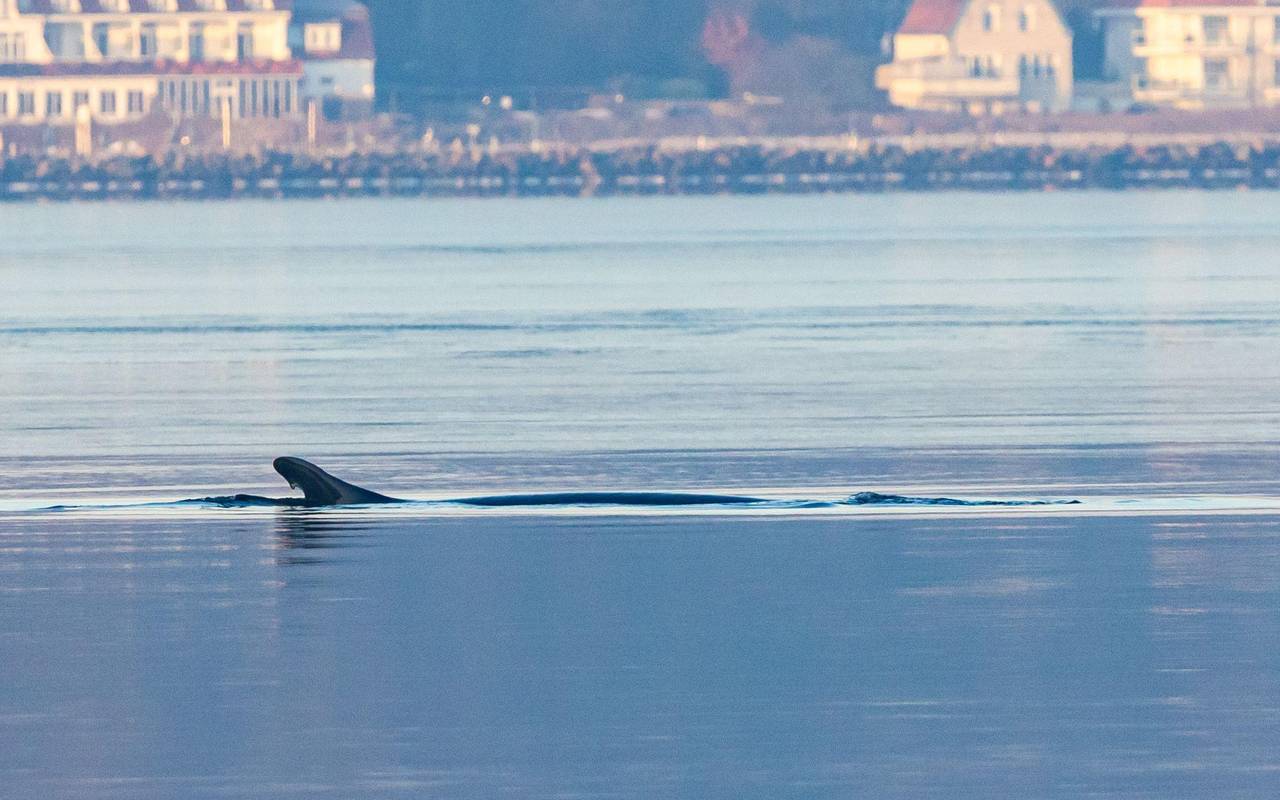 Wieder Wal in Ostsee gesichtet