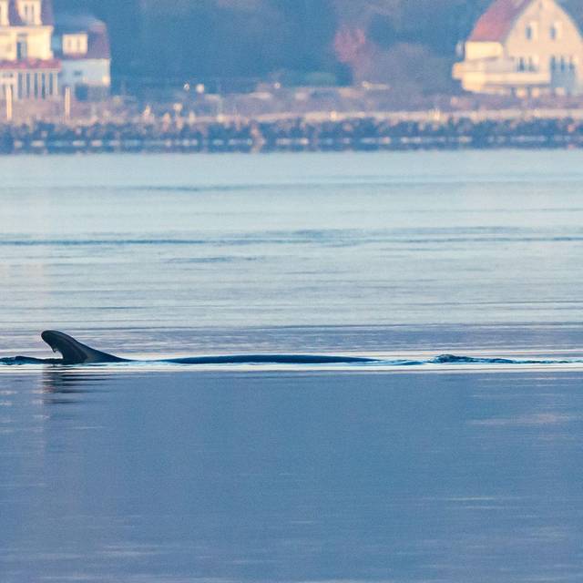 Wieder Wal in Ostsee gesichtet