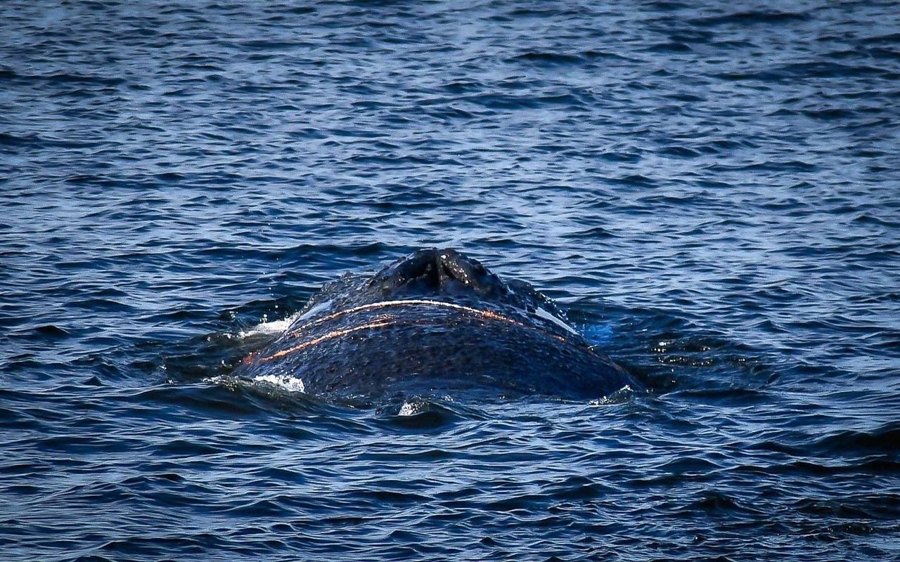 Ein Wal im Wismarer Hafen