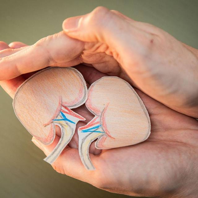 Eine Frau hält Nieren aus Papier in den Händen