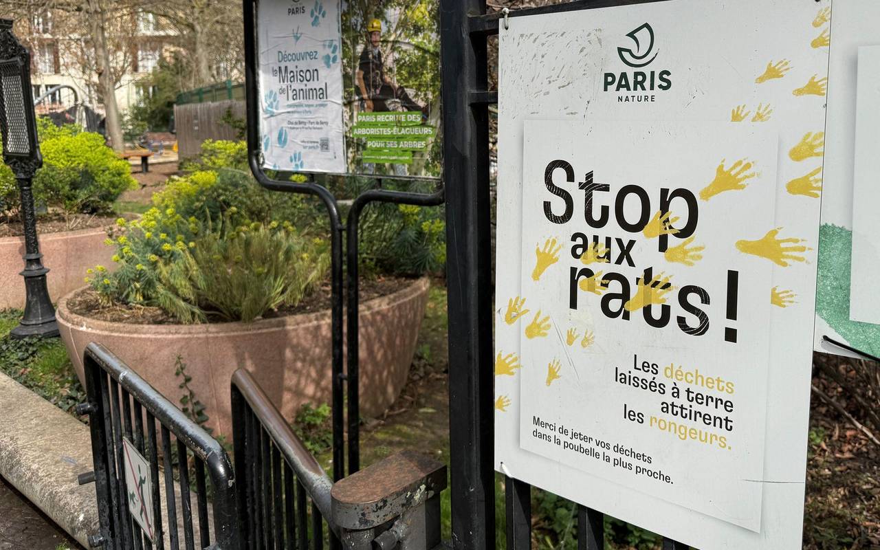 Wahlkampf in Paris - Millionen Ratten sorgen für Streit