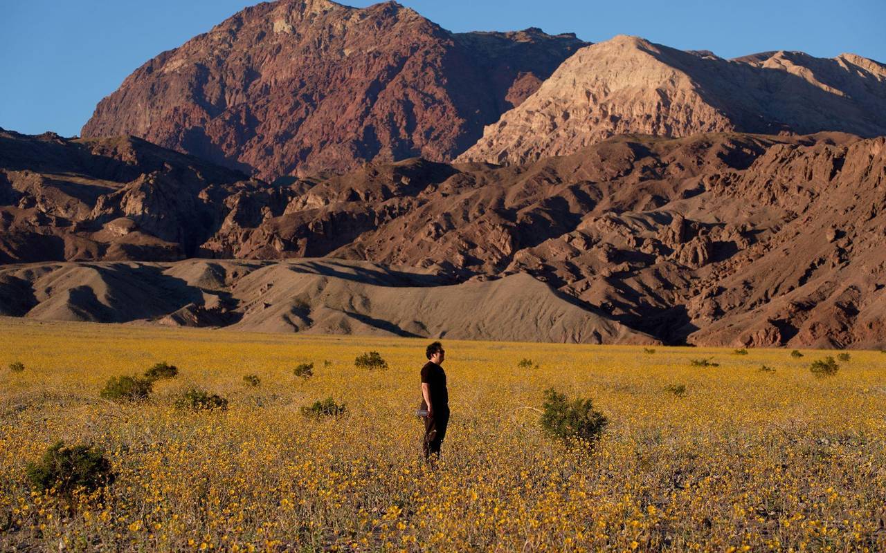 Superblüte im Death Valley