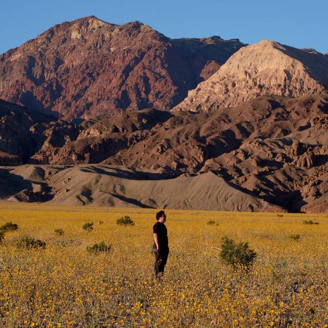 Superblüte im Death Valley