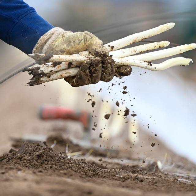 Arbeiter bei der Spargelernte