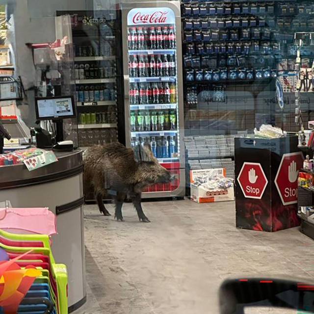 Wildschwein in Einkaufszentrum in Berlin-Köpenick