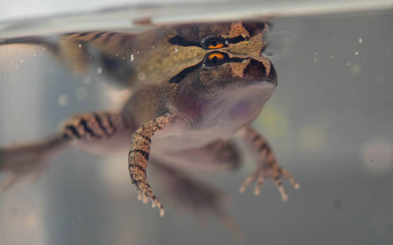 Südlicher Stotterfrosch (Mixophyes australis) in Australien