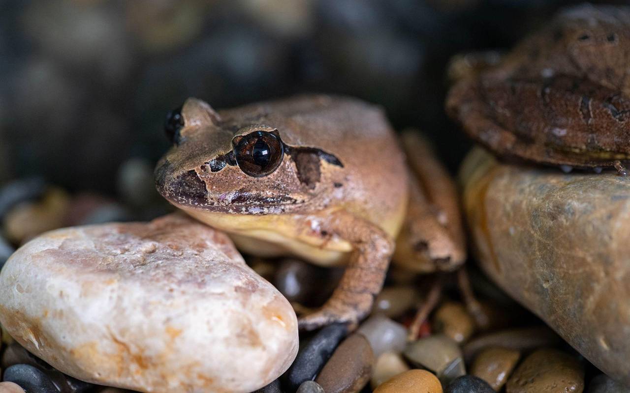 Südlicher Stotterfrosch (Mixophyes australis) in Australien