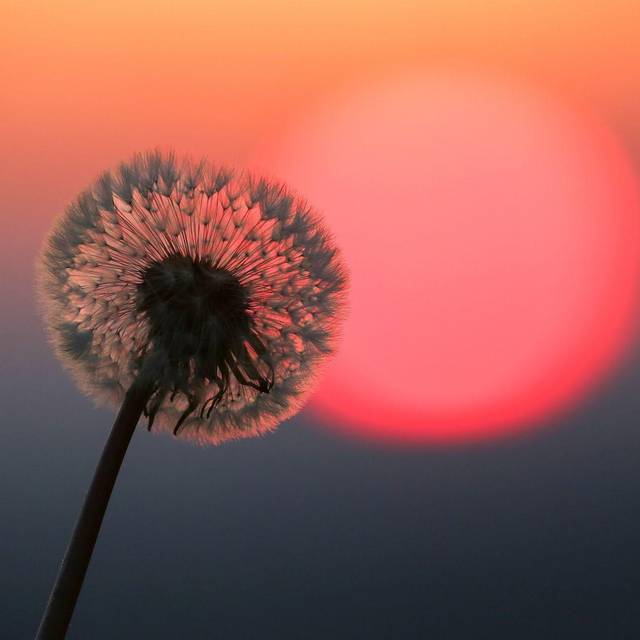 Hinter einer Puste leuchtet rot die Sonne