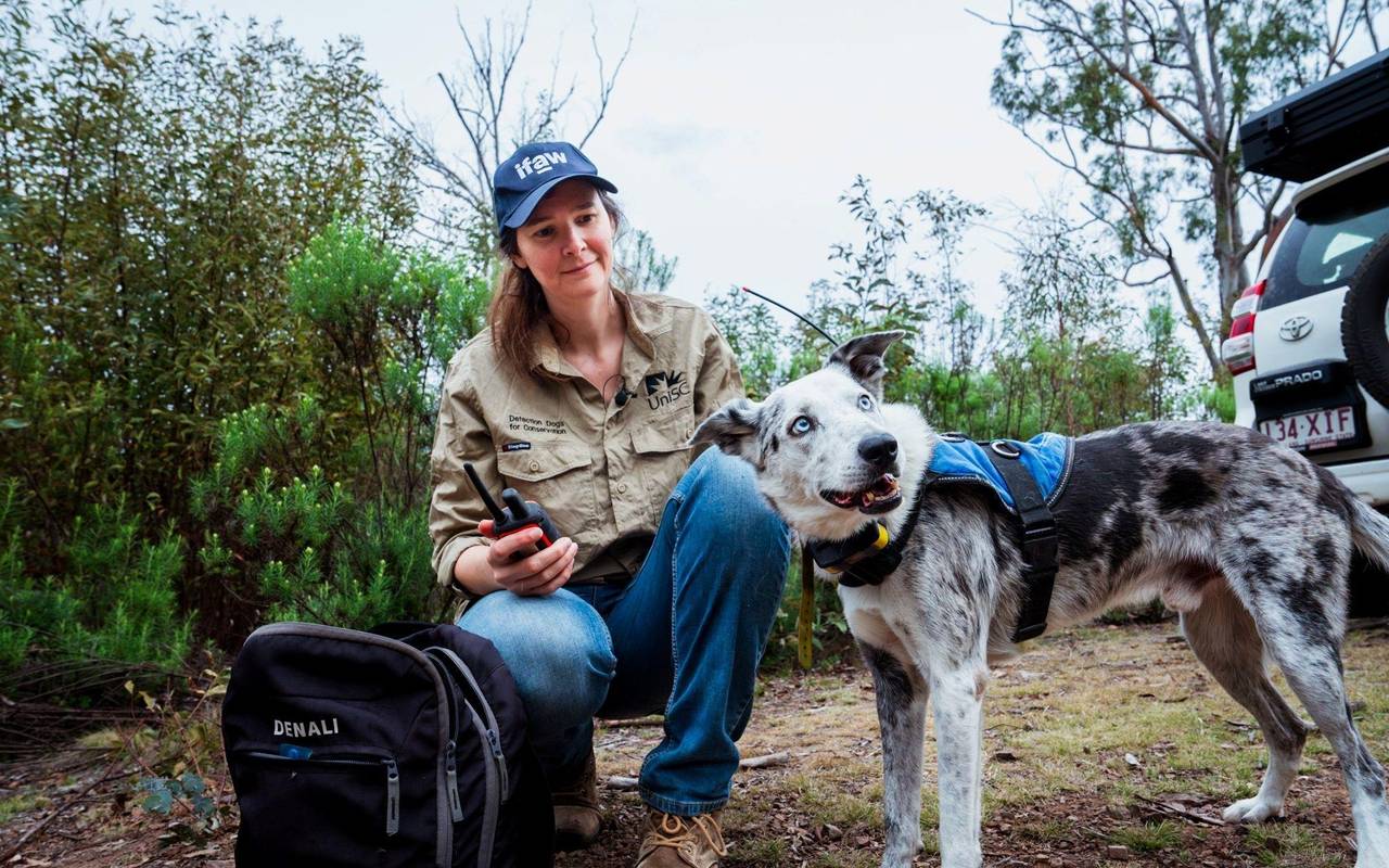 Koala-Spürhund Bear